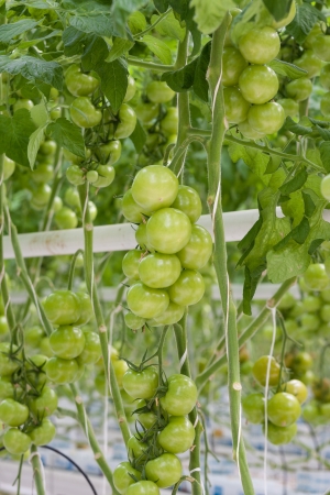 Tomato cultivation in a Dutch greenhouseの写真素材