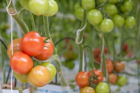 Big bunch with green and red tomatoes growing in the greenhouseの写真素材