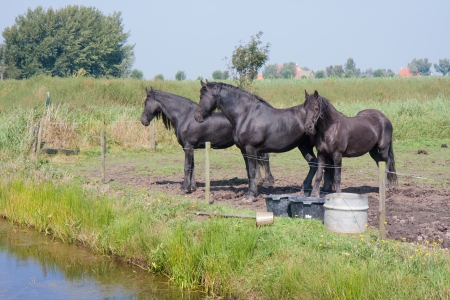 Three black horses in a Dutch meadowの写真素材