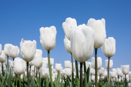 Big field of white tulips and a blue skyの写真素材