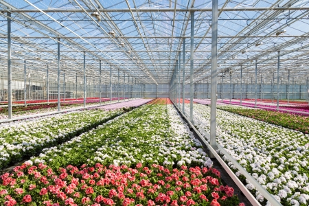 Greenhouse with colorful geranium plantsの写真素材