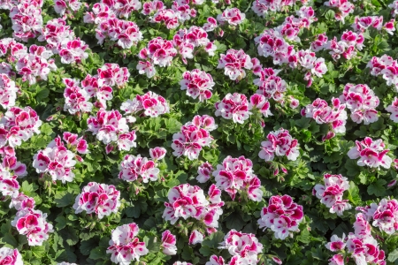 Pink Geraniums in a Dutch Greenhouseの写真素材