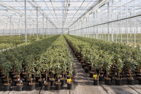 Cultivating Fuchsia plants in a Dutch greenhouseの写真素材