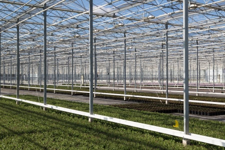 Covering of a big glass greenhouse in the Netherlandsの写真素材
