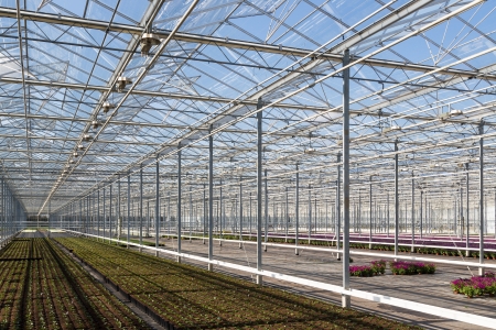 Covering of a big glass greenhouse in the Netherlandsの写真素材