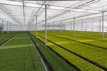 Cultivation of cupressus in a Dutch greenhouseの写真素材