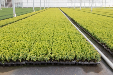 Cultivation of cupressus in a Dutch greenhouseの写真素材