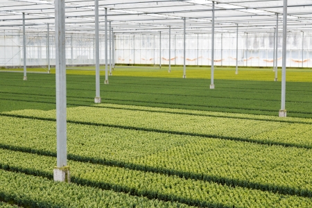 Cultivation of cupressus in a Dutch greenhouseの写真素材