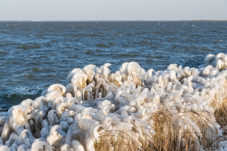 Winter sea landscape with reed covered in ice, The Netherlandsの写真素材