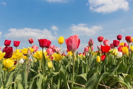 Beautiful colorful tulips against a blue sky with cloudsの写真素材