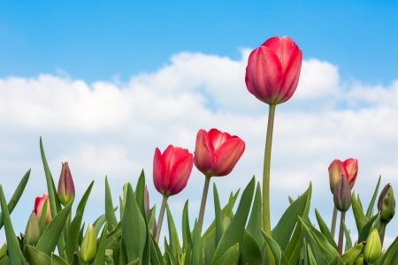 Red Tulips under a blue sunny sky with white cloudsの写真素材
