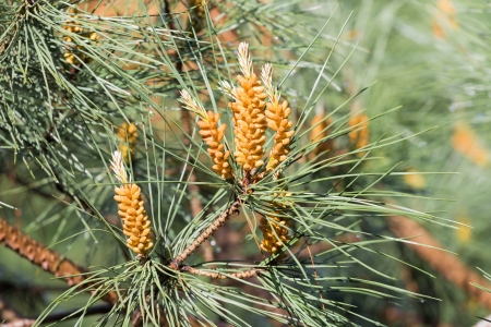 Needles of a pine tree  Pinus sylvestris の写真素材