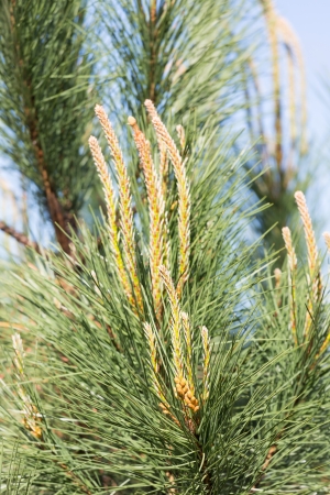 Needles of a pine tree  Pinus sylvestris の写真素材