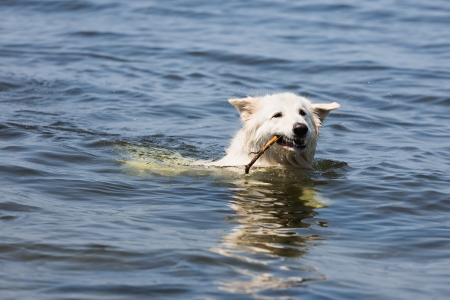 White swiss shepherd retrieving a branch out of the water