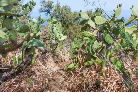 Footpath through cactus field at La Palma, Canary Islandsの写真素材