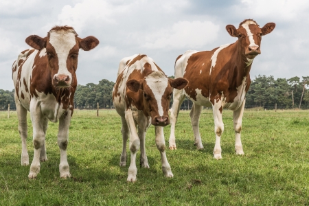 Curious cows in Dutch pastureの写真素材
