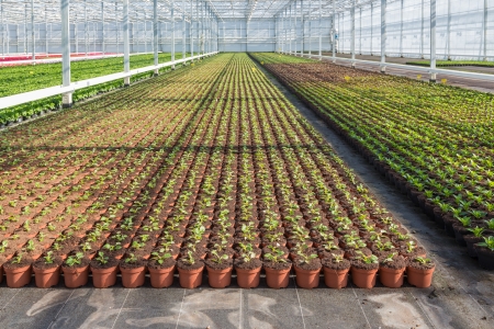 Cultivation of geraniums in a Dutch greenhouseの写真素材