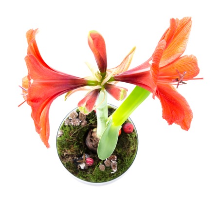 Top view of amaryllis in flower pot over a white backgroundの写真素材