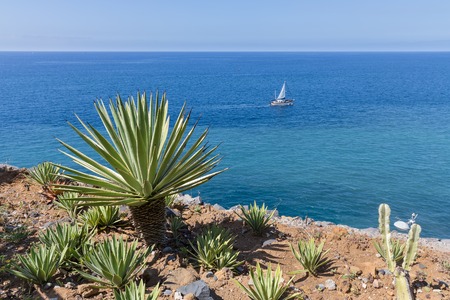 Coast of Madeira with palm tree and sailing ship at the seaの写真素材