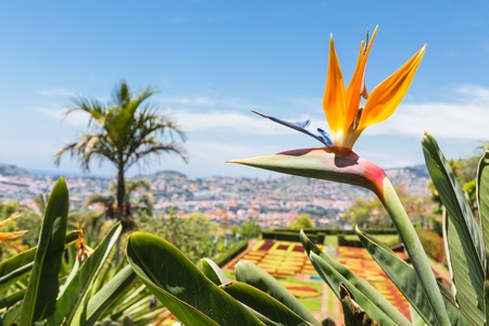 Strelitzia in Botanical garden of Funchal at Madeira Islandの写真素材