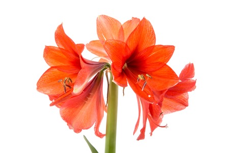 Blooming red Amaryllis over a white backgroundの写真素材