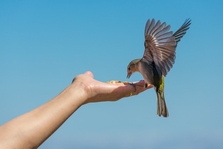 Yellow chaffinch with spread wings eating peanuts from a womans handの写真素材