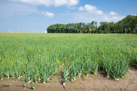 Dutch farmland with onions ready for harvestingの写真素材