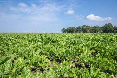 Dutch farmland with sugar beets ready for harvesting