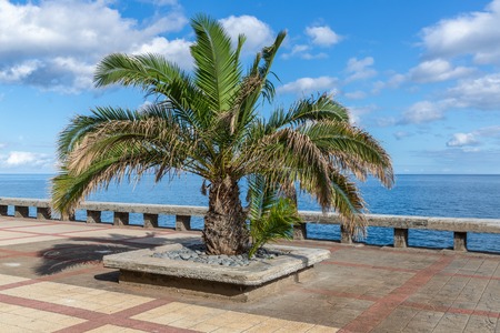 Palm tree at a pedestrian promenade near Funchal along the coast of Madeira Island, Portugalの写真素材