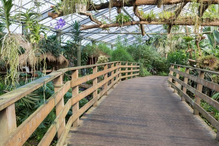 Wooden bridge in Dutch greenhouse with tropical gardenの写真素材