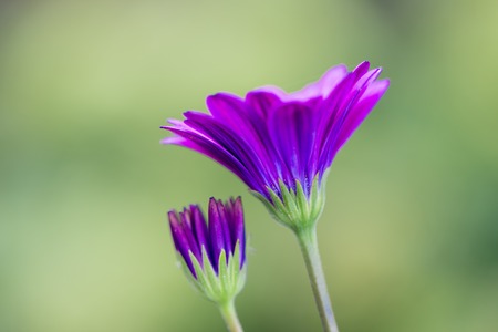 Closeup pink African Daisy flower (Osteospermum ecklonis)の写真素材