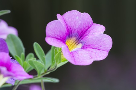 Closeup of colorful purple Petunia (Solanaceae)の写真素材