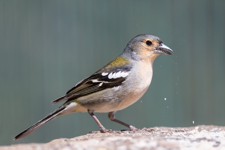 Closeup of beautiful yellow Finch eating a peanutの写真素材