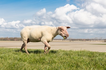 Sheep with red head grazing on top of a Dutch dikeの写真素材
