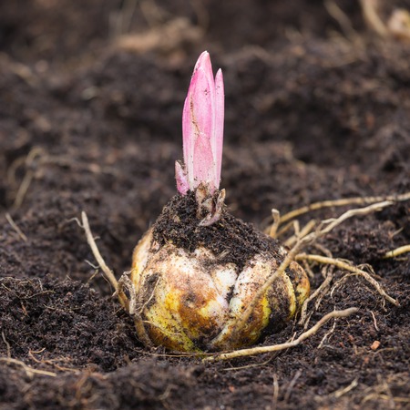 Closeup Flower bulb with sprouting purple lily