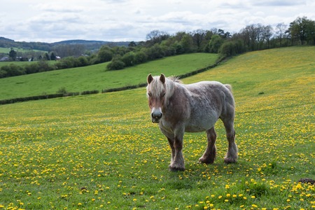 Horse in Belgium meadow covered with yellow dandelionsの写真素材