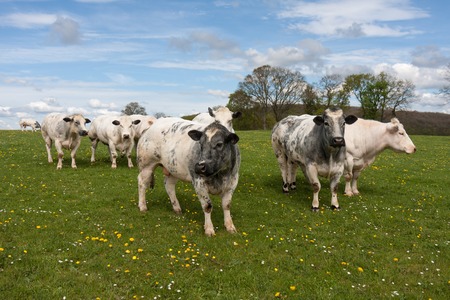 Flock of cows in meadow covered with dandelionsの写真素材