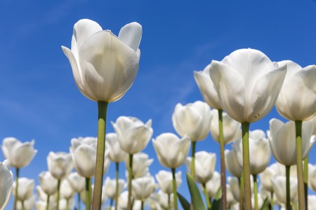 Dutch field with blooming white tulips and a blue sky, one tulip is isolated.の写真素材