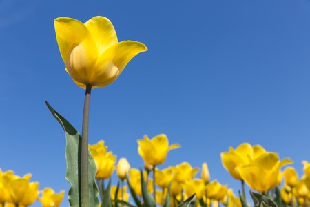 Dutch field with blooming yellow tulips and a blue sky. One tulip is isolated.の写真素材