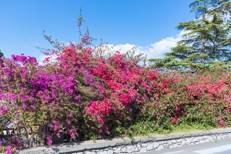 Colorful red and purple bougainvillea flowers at Taormina at the Island Sicily, Italyの写真素材