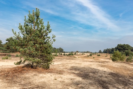 Sand drifts with lonely trees at Dutch National Park Veluweの写真素材