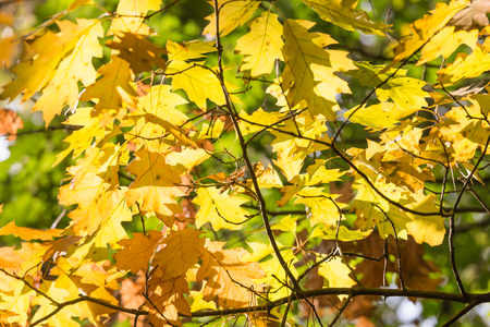 Background of bright sun shining through colorful autumn oak leaves