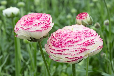 Cultivation of purple buttercup in a Dutch greenhouse