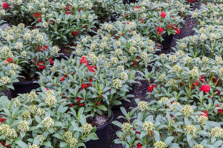 Green shrub (Skimmia) with red fruits in a Dutch greenhouseの写真素材