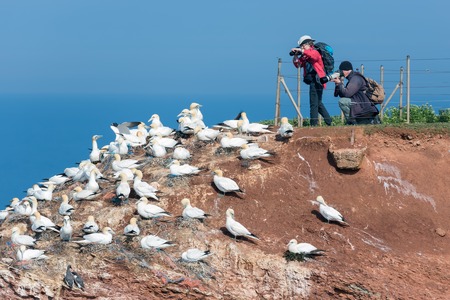 HELGOLAND, GERMANY - MAY 20, 2017: Photographers taking pictures of brooding Northern Gannets at Red Cliffs of Helgolandのeditorial素材