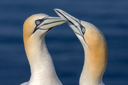 Two Northern Gannets greeting each other in sunset light at Helgoland, German Islandの写真素材