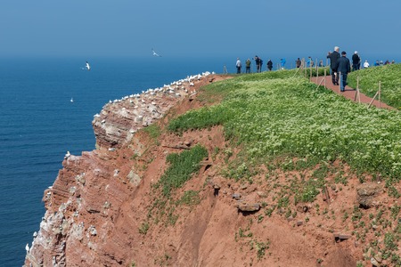 HELGOLAND, GERMANY - MAY 21, 2017: Hiking people along the red cliffs of Helgoland and admiring the brooding Northern Gannetsのeditorial素材