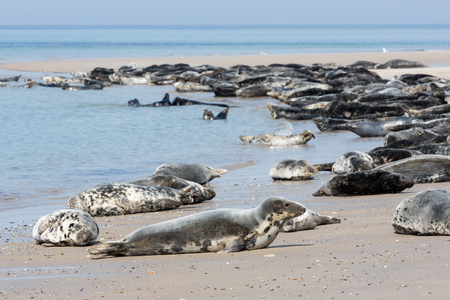 Grey seals resting at the beach of Helgoland, Germanyの写真素材