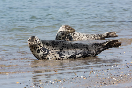 Grey seals resting at the beach of Helgoland, Germany