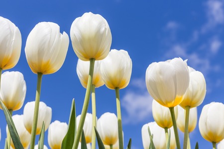 White tulips with yellow heart in Dutch springtimeの写真素材